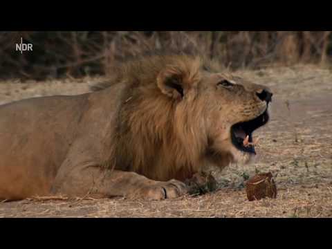 Das Reich der Löwen [Nat Geo Wild DOKU]