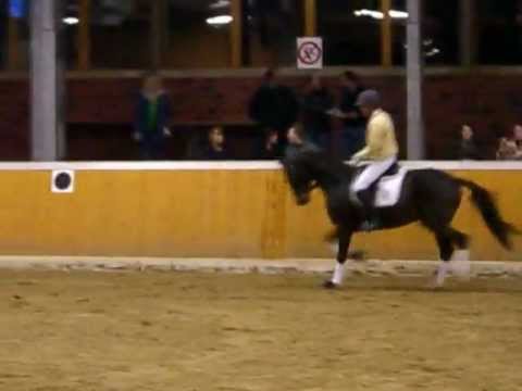 Dr. Watson, Prämienhengst v. Diamond Hit - Florestan I