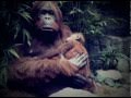 Atlas Sound "River Card" (love aquatic)