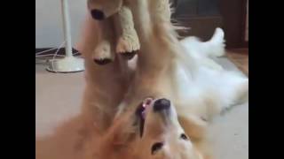 Dog plays with stuffed animal