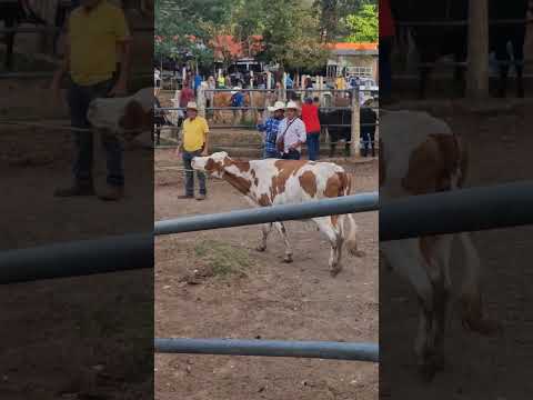 tiangue de Nueva Guadalupe, San Miguel, miércoles 03 de diciembre 2025