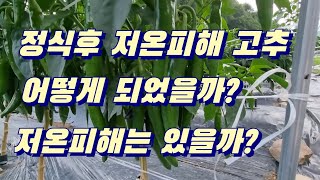 정식후 저온피해 입은 고추 7월 근황, 저온피해는 있는걸까?  노지고추밭 무인방제는 가능할지...