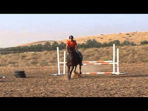 Meerab Athbah stud arbian horse jumping