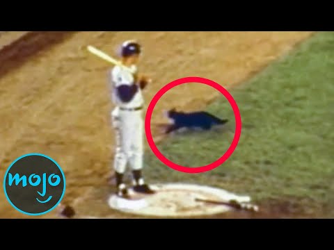 體育界最瘋狂的十大動物事件 (Top 10 Wildest Animal Incidents In Sports)