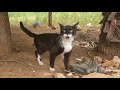 Hungry Tuxedo Cat Meows For Food But Hesitates To Approach Me