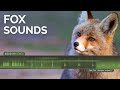 Fox Sound Calls Scary Scream Barking Call Other Fox Sounds At Night