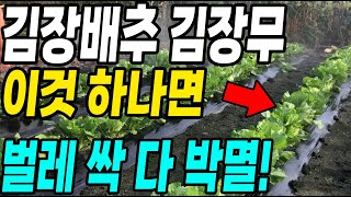 김장배추 김장무 이것 하나면 벌레 싹다 박멸! 각종병 예방과 벌레까지 한방에 해결!
