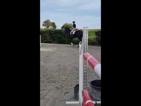 Mare sBs Belgian Warmblood For sale 2014 Black