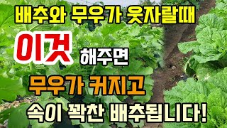 배추와 무우가 웃자라고 잘 안클때 이것 해주면 배추속이 꽉차고 무우가 폭풍성장하고 달고 맛있어집니다.
