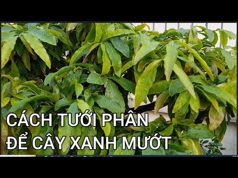 🔴 QBS23419 - CÁCH TƯỚI PHÂN CHO CÂY MAI VÀNG MIỀN BẮC | CHĂM SÓC MAI VÀNG MIỀN BẮC NỞ HOA ĐÚNG TẾT