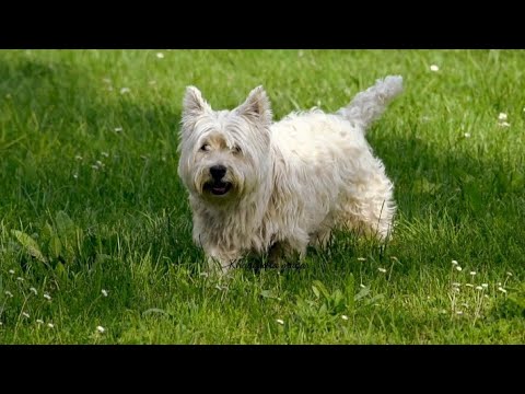 cute dogs😊💓 #cute #cutedogs #cuteanimals #animalsvideo #animalslover