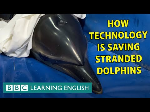 テクノロジーがイルカに第二のチャンスを与える方法 (How technology gives beached dolphins a second chance)