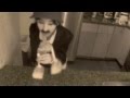 The Fork Dance