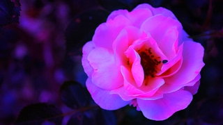 Maggie Lindemann - Knocking On Your Heart lyrics