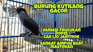 Download lagu kutilang gacor|ngriwik|ropel panjang suara cak ijo|trucukan| mp3 Download lagu kutilang gacor|ngriwik|ropel panjang suara cak ijo|trucukan| mp3