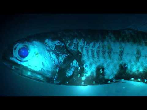 The most common fish in the sea can make a room glow blue