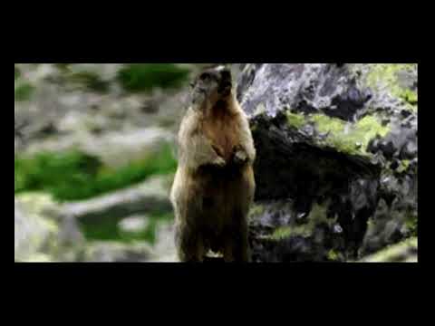 Swistaczkowy krakowiaczek