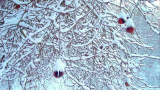 Jesus Christ, the Apple Tree — Choir of St John&#39;s College, Cambridge