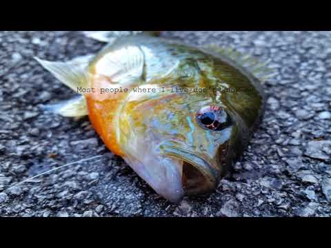 Scroobius Pip - Introdiction (Lyrics)