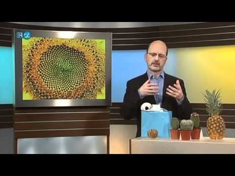 Mathematik zum Anfassen - Die Fibonacci-Zahlen (1. Staffel, 9. Folge)