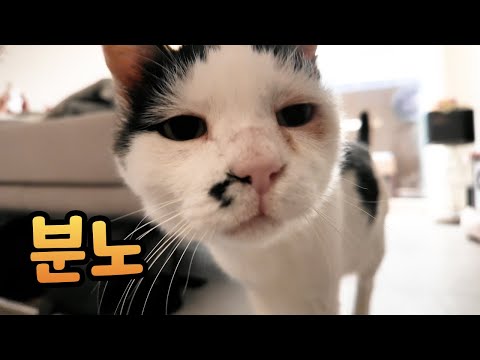 이 고양이는 매일 아침 화를 냅니다