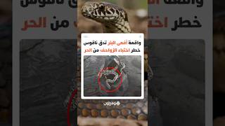 أفعى تختبئ داخل دلو مخصص للسقي في البئر thumbnail