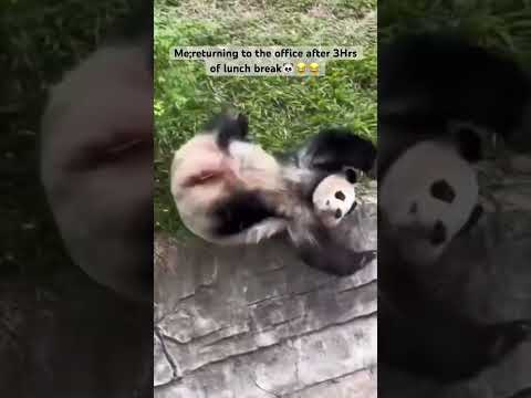 Them moves🐼😂😂 #funny #animal #panda