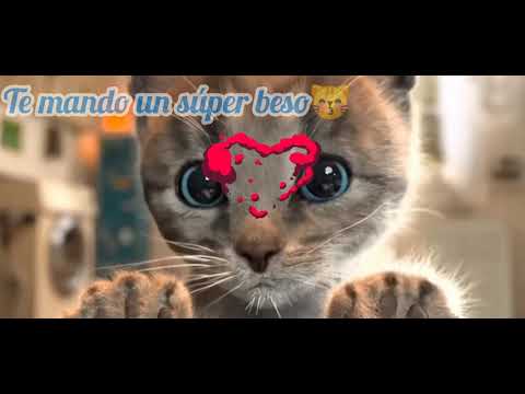 Videos from D`GatoS - La tienda Exclusiva para dueñ@s de GatoS