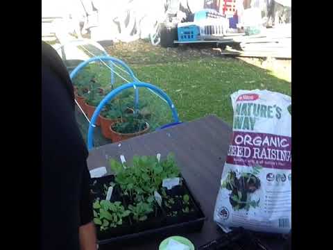 New Moon means seed sowing