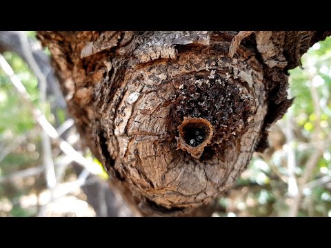 MABU BURU LIFESTYLE EPISODE 18 - BUSH HONEY