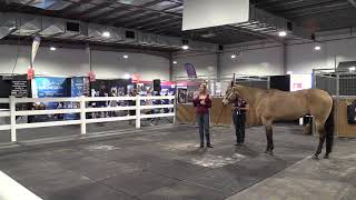 AMAZING HORSE EXPERIENCES