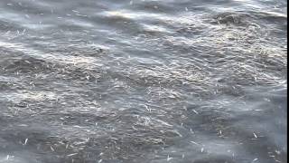 Emerald Shiners (minnows) in Barrie Ontario