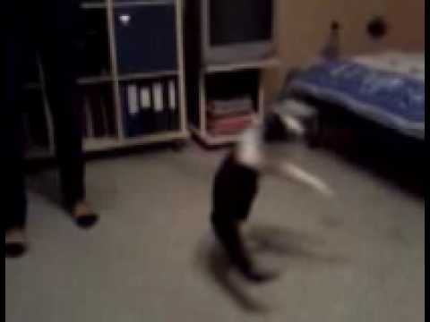 Brykajacy kot [16.01.2010r] ;p