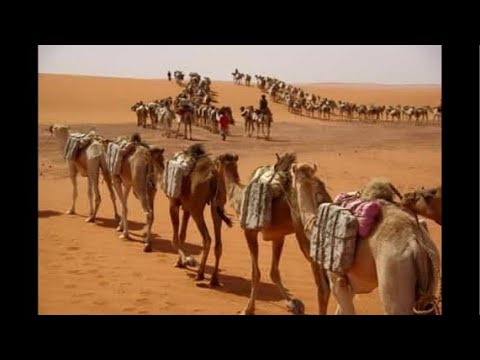 Rakowski & Szyszek na żywo