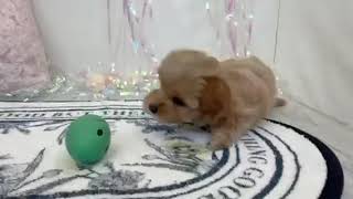 ハーフ犬の動画01