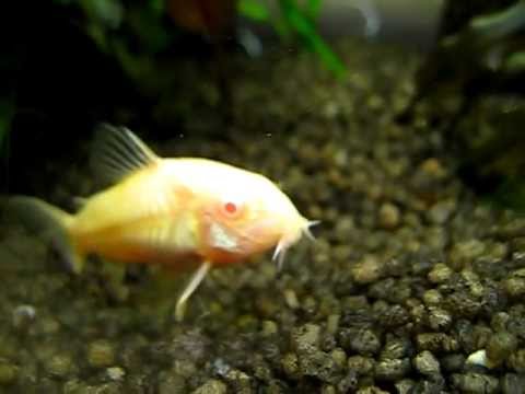 Albino Fische - Metallpanzerwelse im 200 Liter Aquarium - Corydoras aeneus - bronze catfish