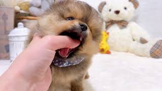 ポメラニアンの動画02