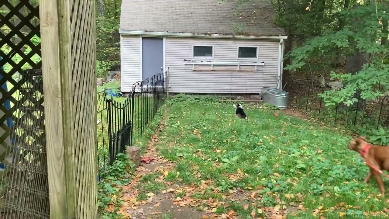 Enlarge Chickie, a Adoptable mixed breed in Princeton, MA video 6/6