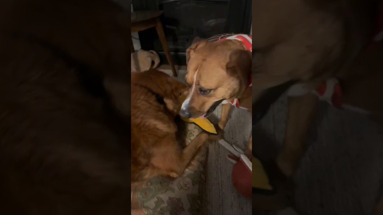 Felice, a ADOPTABLE mixed breed in Kitchener, ON video 6/6