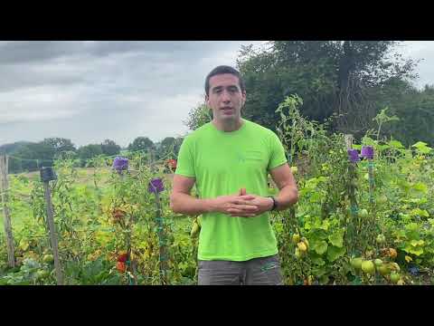 ANTI MILDIOU : sauver vos plants naturellement ! Préventif, curatif, efficace !