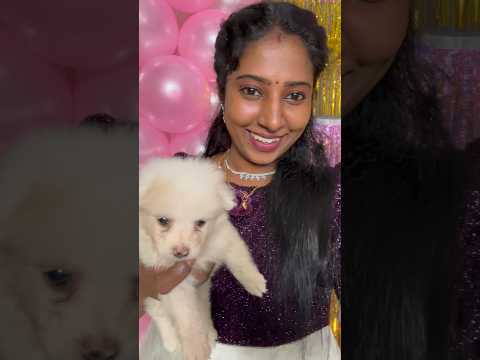 Veetuku New Arrival puppy🐶வந்தாச்சு Birthday gift Carry on love✨|#rubistyle #minivlog