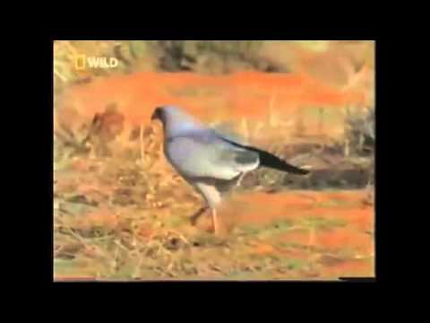 download lagu mp3 mp4 Honey Badger Traduction, download lagu Honey Badger Traduction gratis, unduh video klip Honey Badger Traduction