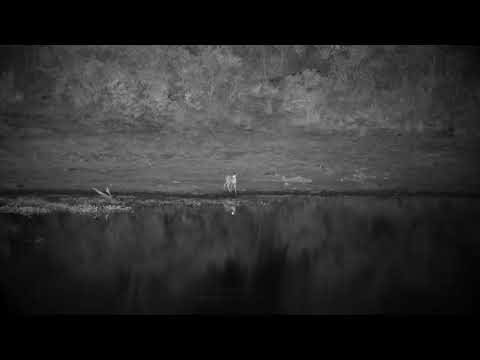 Djuma: Duiker drinks across the dam - 20:43 - 09/10/2022