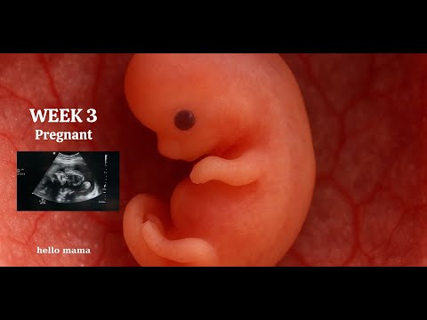 3 Weeks Pregnant | What’s Happening Inside Your Body
