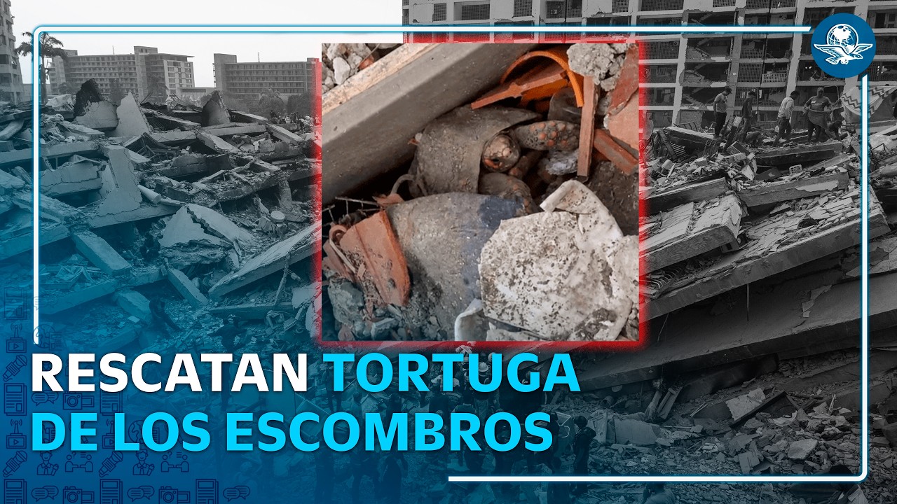 Pascualina la tortuga sobrevive un mes bajo escombros y conmueve con su rescate en Venezuela