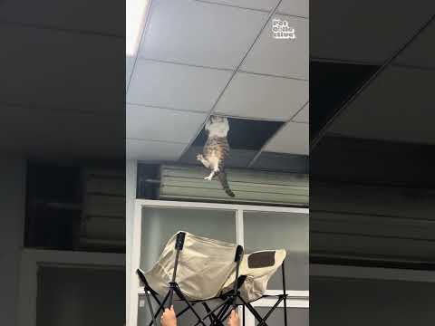 Un chat tombant du plafond est rattrapé en toute sécurité à l'aide de chaises.