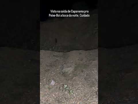 assombração aparece na saidade de capanema para peixe boi