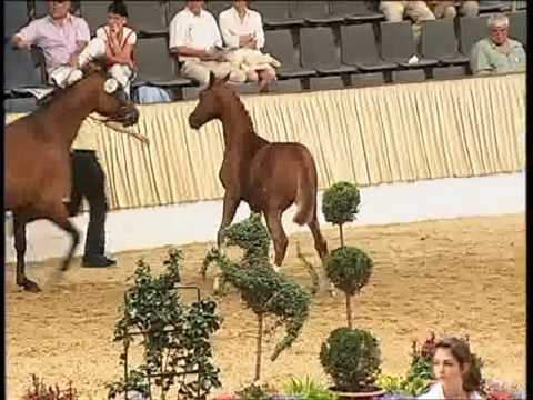 Gestüt Neff, Reitpferde, Zuchtpferde, Dressurpferde, Verkaufspferde