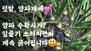 텃밭, 양파재배