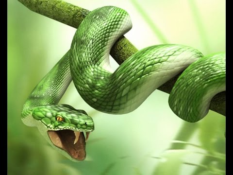 Parshat Shemini: Can a Snake Become Kosher?-פרשה שמיני